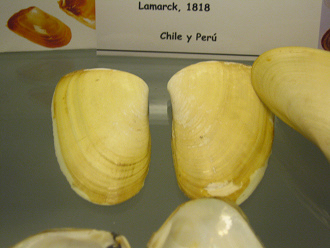 Mesodesma donacium, primer plano