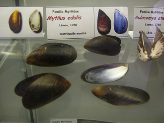 Mytilus
                          edulis