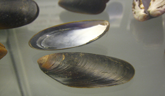 Mytilus edulis, primer plano