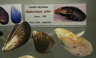 Aulacomya ater placa
