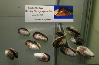 Perumytilus purpuratus