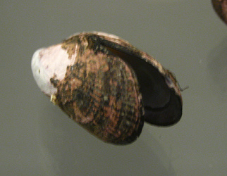 Perumytilus purpuratus, primer plano