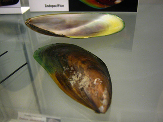 Perna viridis, primer plano