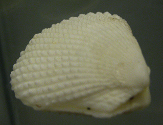 Lima
                          lima, primer plano