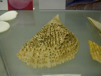 Atrina
                          sp, primer plano