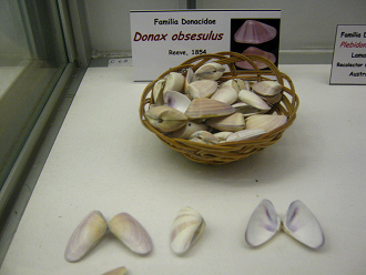 Donax obsesulus