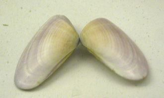 Donax obsesulus, primer plano