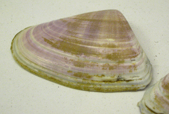 Plebidonax deltoides, primer
                                  plano 01 exterior