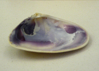 Plebidonax deltoides, primer
                                  plano 02 interior