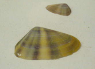 Donax cuneatus, primer plano