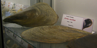 Atrina vexillum (02)