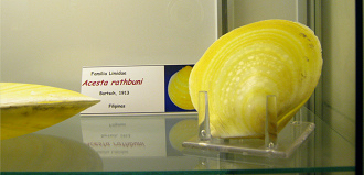 Acesta rathbuni, placa