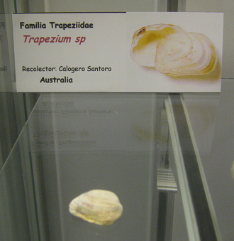 Trapezium sp