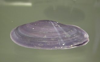 Hiatuta diphos, Nahaufnahme