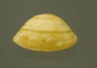 Mactra
                          pura, primer plano