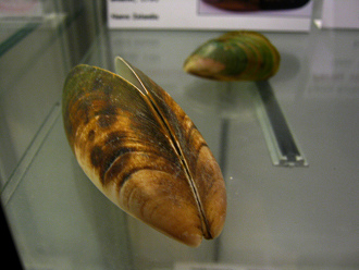 Perna canaliculus, primer plano