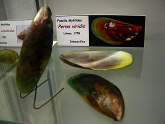 Perna
                          viridis