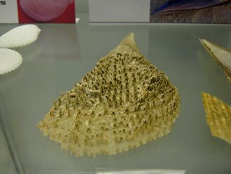 Atrina
                          sp, primer plano