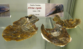 Atrina
                          rigida