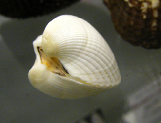 Anadara sp, primer plano 01