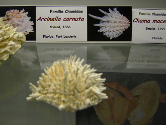 Arcinella cornuta