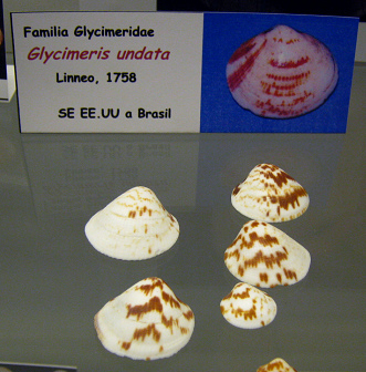 Glycimeris undata