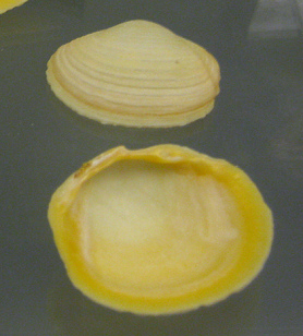 Onodontia alba, primer plano