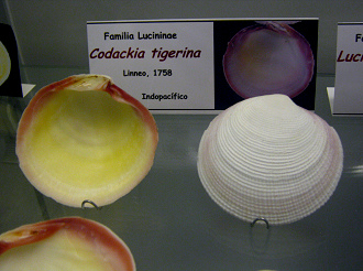 Codackia tigerina, placa