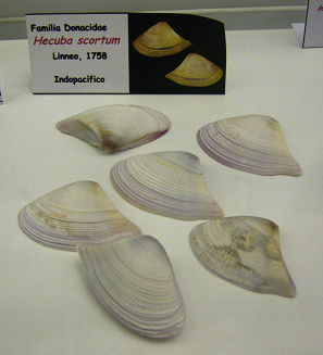 Hecuba
                          scortum