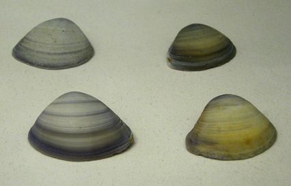 Spisula
                          sp, primer plano