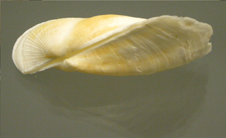 Trisidos tortuosa, primer plano