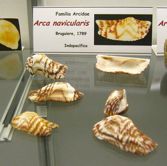 Arca navicularis