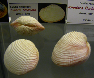 Fimbria fimbriata