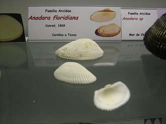 Anadara floridiana