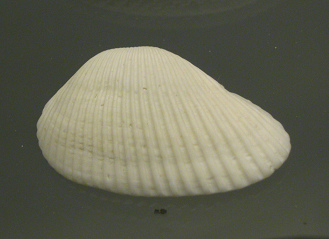 Anadara floridiana, primer plano