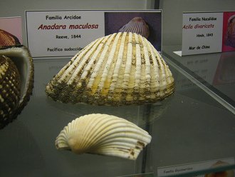 Anadara maculosa