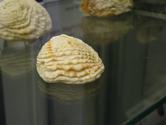 Chama macerophylla, primer plano