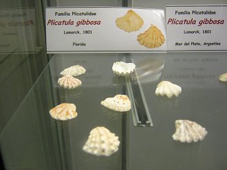 Plicatula gibbosa 01