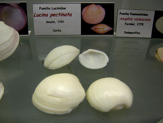 Lucina
                          pectinata