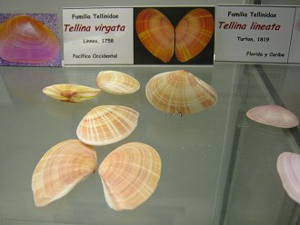 Tellina
                          virgata