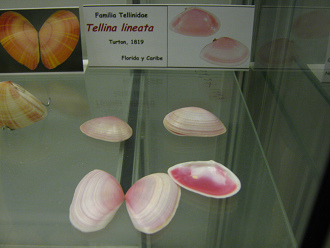 Tellina
                          lineata