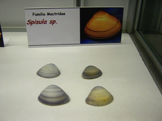 Spisula sp