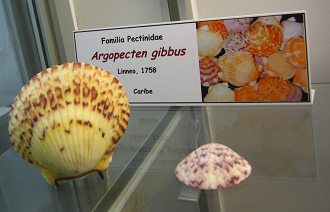 Argopecten gibbus, placa