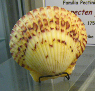 Argopecten gibbus