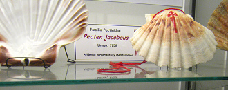 Pecten jacobeus, placa