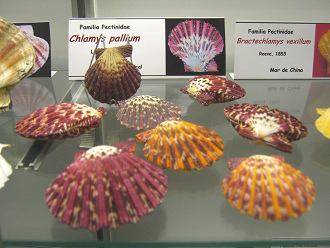 Clamys
                          pallium