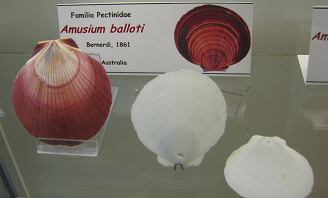 Amusium balloti, placa