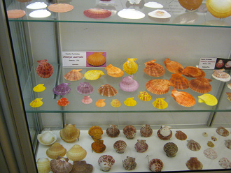 Chlamys australis, vista total