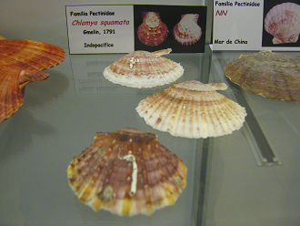 Clamya
                          squamata