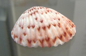 Argopecten gibbus, primer
                                    plano